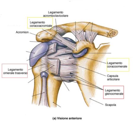 Articolazioni Classificazione E Spiegazione LaCOOLtura